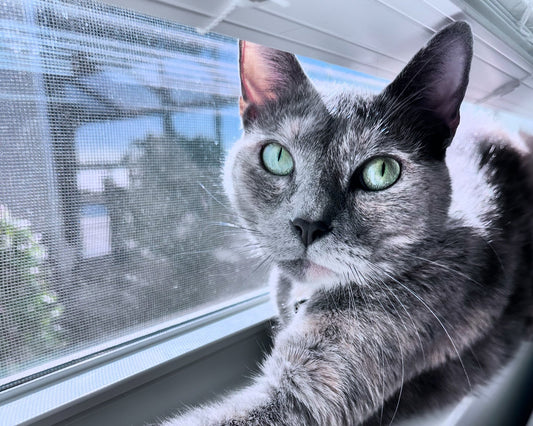 Meet KoKo, the Fort Myers Sunbather