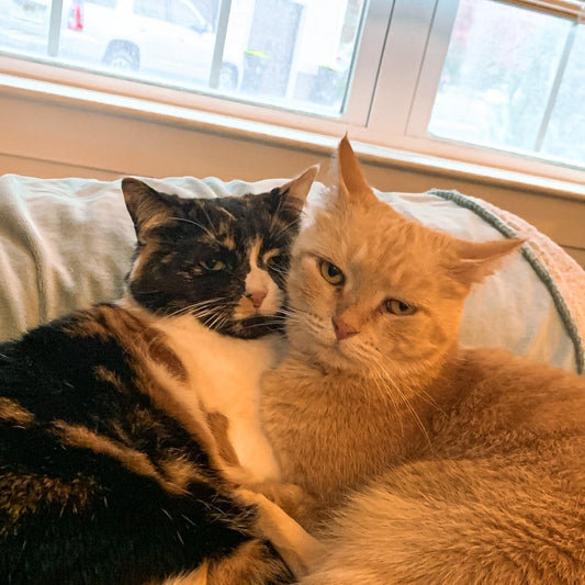 Meet Elliot & Olivia: Bonded Buddies on a Mission to Charm