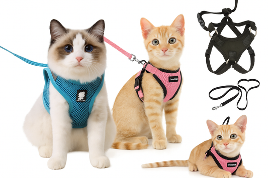 Cats wearing colorful harnesses with attached leashes and extra harnesses shown.