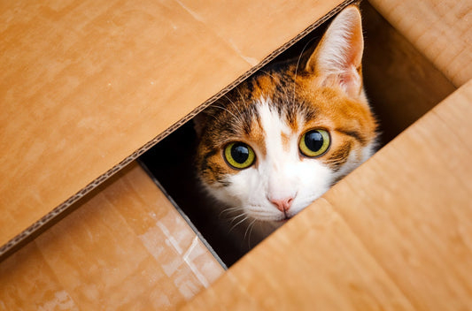 A curious calico cat with wide green eyes peers out from inside a cardboard box, with the flaps partially closed around its head.
