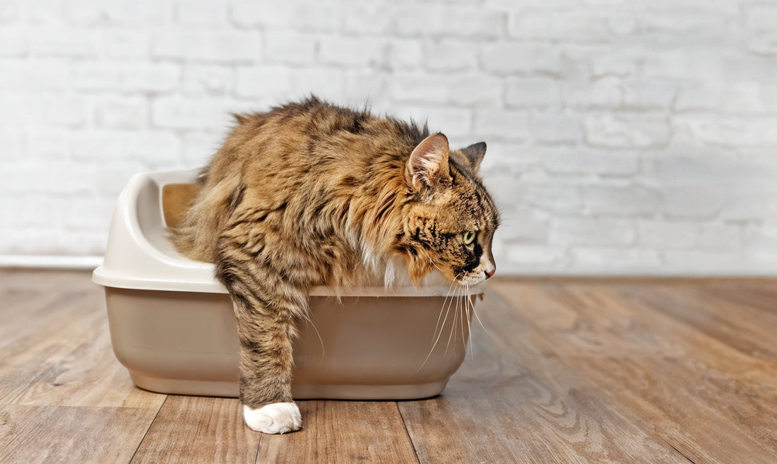 A long-haired brown tabby cat is halfway out of a beige litter box on a wooden floor, looking off to the side with a tense or alert expression.