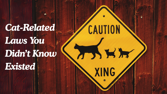 Yellow caution sign with silhouettes of a cat and kittens, reading "Caution Xing," mounted on a wooden wall with the text "Cat-Related Laws You Didn’t Know Existed" beside it.