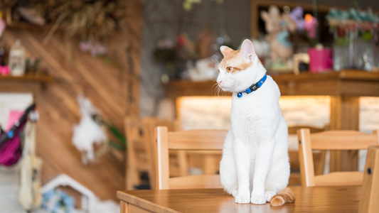 White and orange cat with a blue collar sitting on a wooden table in a cozy, decorated café setting.