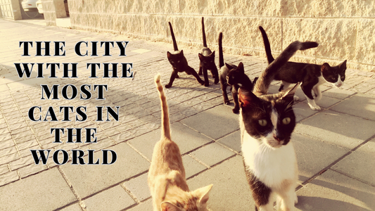 Several cats walking on a sunlit sidewalk next to a stone wall, with bold text overlay reading “The city with the most cats in the world.