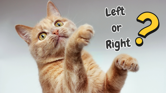 Orange tabby cat raising both front paws with the text "Left or Right?" and a large yellow question mark beside it.