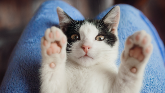 Close-up of a black and white cat lying on its back with paws raised, showing extra toes.