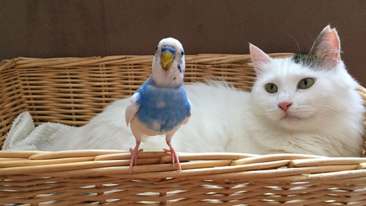 A white cat lounges in a wicker basket while a blue and white parakeet stands confidently on the edge in front.