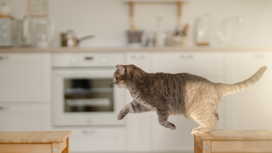 Grey tabby cat leaping between wooden stools in a bright kitchen, mid-air with focused posture.