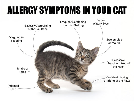 An informative image showing a tabby kitten with text labeling various allergy symptoms in cats, such as red eyes, frequent scratching, swollen lips, and inflamed skin, arranged around the kitten’s body.
