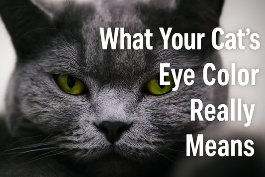 Close-up of a gray cat with intense yellow eyes and the overlaid title text "What Your Cat’s Eye Color Really Means" on the right side.
