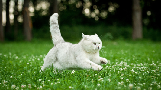 A white British Shorthair cat running through a grassy field with a focused expression.