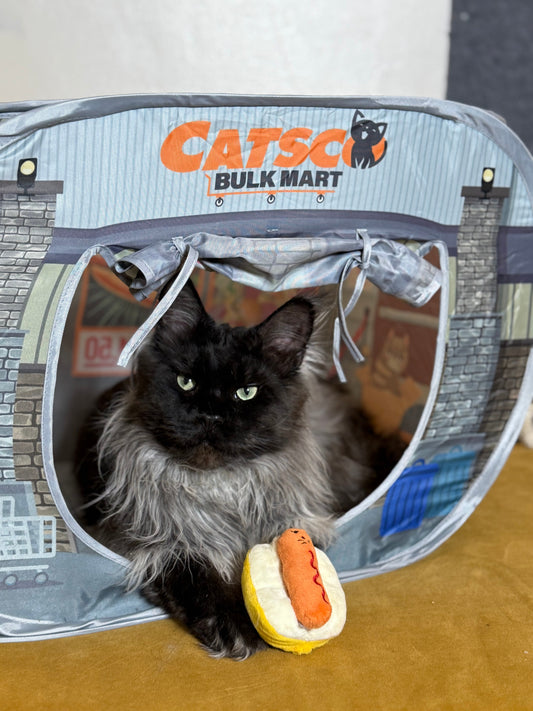 Meet Chef: The Smokey Ash Maine Coon with a Gravy Beard