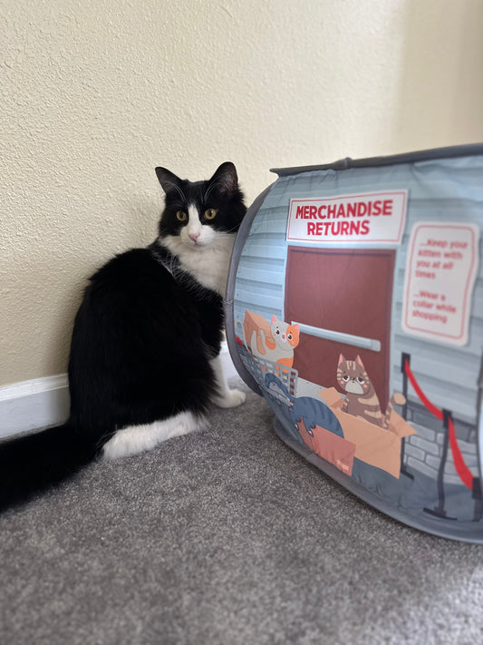 Black and white cat sitting next to Catsco Bulk Mart pop-up cat house on carpet.