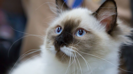 Close-up of a fluffy Ragdoll cat with striking blue eyes and a dark brown nose and ears.