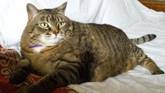 A large tabby cat with a purple collar lounging on a white bedspread, looking off to the side.