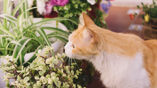 Orange and white cat sniffing houseplants indoors.