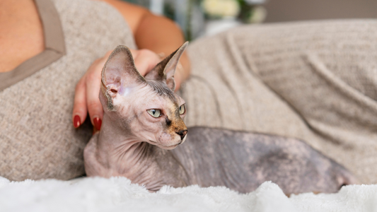 A Sphynx cat with wrinkled, hairless skin resting on a white blanket next to a person in cozy loungewear.