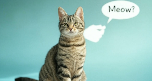 Orange tabby cat sitting against teal background with speech bubble saying ‘Meow!