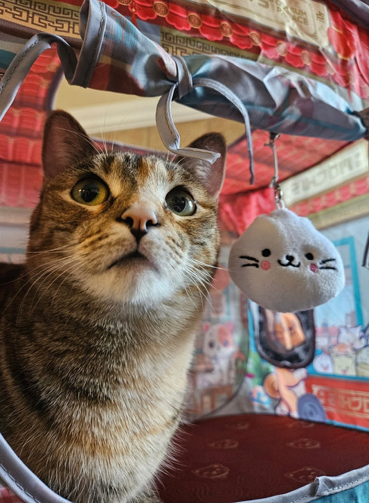 Meet This Week's Cool Cats: Cricket And Huckleberry