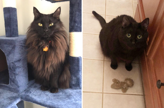 Two photos of a fluffy black cat sitting on a cat tree and standing on a floor.
