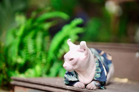 White cat wearing blue harness walking outdoors near green plants