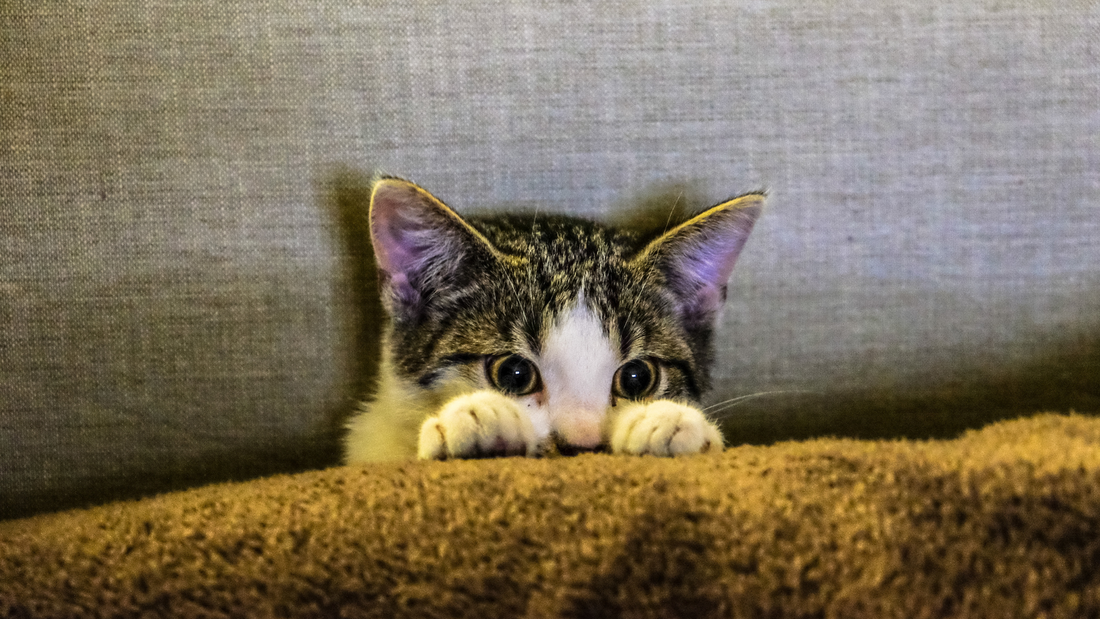 Shy kitten peeking over a brown blanket with wide, curious eyes in a cozy indoor setting.