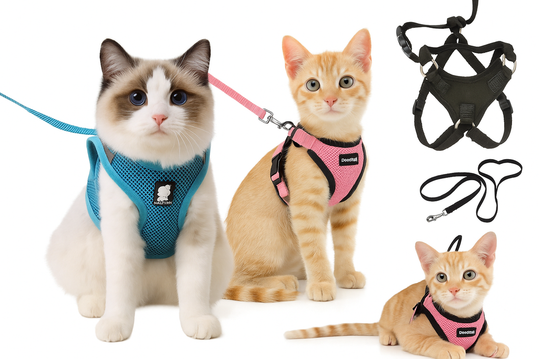 Cats wearing colorful harnesses with attached leashes and extra harnesses shown.