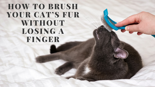 Gray cat lying on a bed, leaning into a blue brush held by a person, with text overlay reading “How to Brush Your Cat’s Fur Without Losing a Finger.”