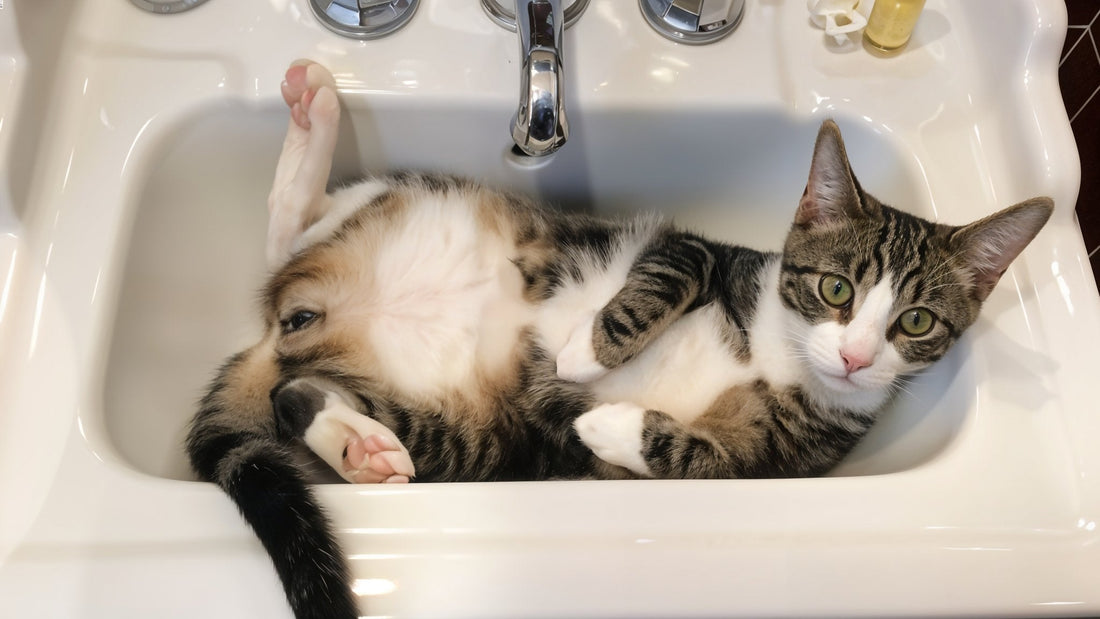 A tabby and white cat lies sprawled on its back in a bathroom sink, looking up with wide green eyes and a curious expression, one leg sticking up in the air.