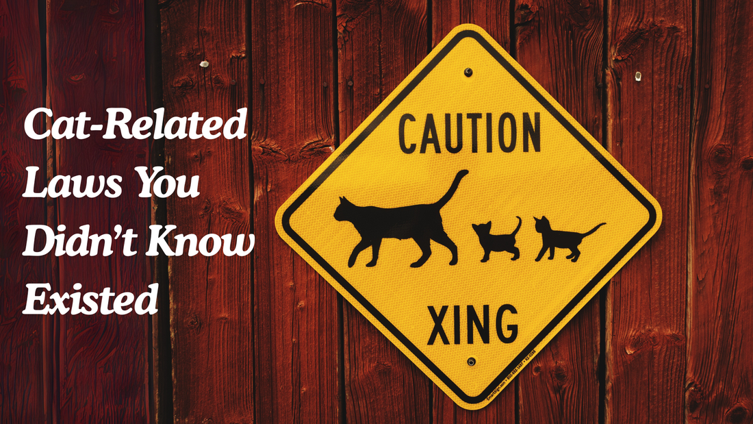 Yellow caution sign with silhouettes of a cat and kittens, reading "Caution Xing," mounted on a wooden wall with the text "Cat-Related Laws You Didn’t Know Existed" beside it.