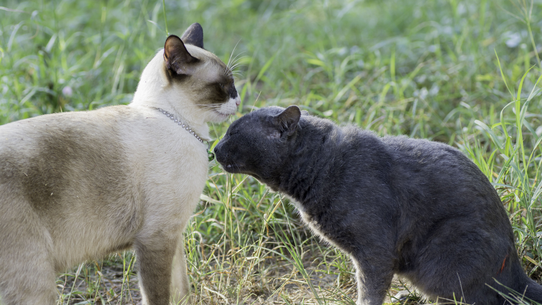 Two cats interacting outdoors in a grassy area—one light-colored cat with a collar stands calmly while a darker gray cat leans in closely, appearing to sniff or nuzzle the other’s chest in a social or curious gesture.