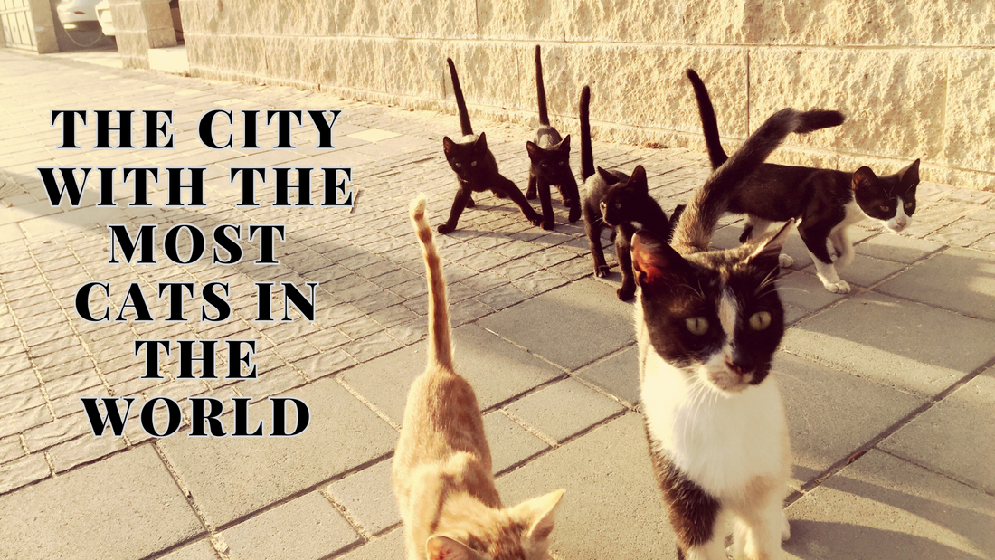 Several cats walking on a sunlit sidewalk next to a stone wall, with bold text overlay reading “The city with the most cats in the world.