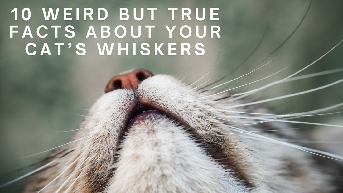 Close-up of a cat’s nose and whiskers with the text “10 Weird But True Facts About Your Cat’s Whiskers” overlaid on a blurred background.