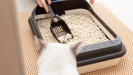 Person scooping a cat litter box with a black litter scoop while a cat watches, focusing on litter box hygiene.