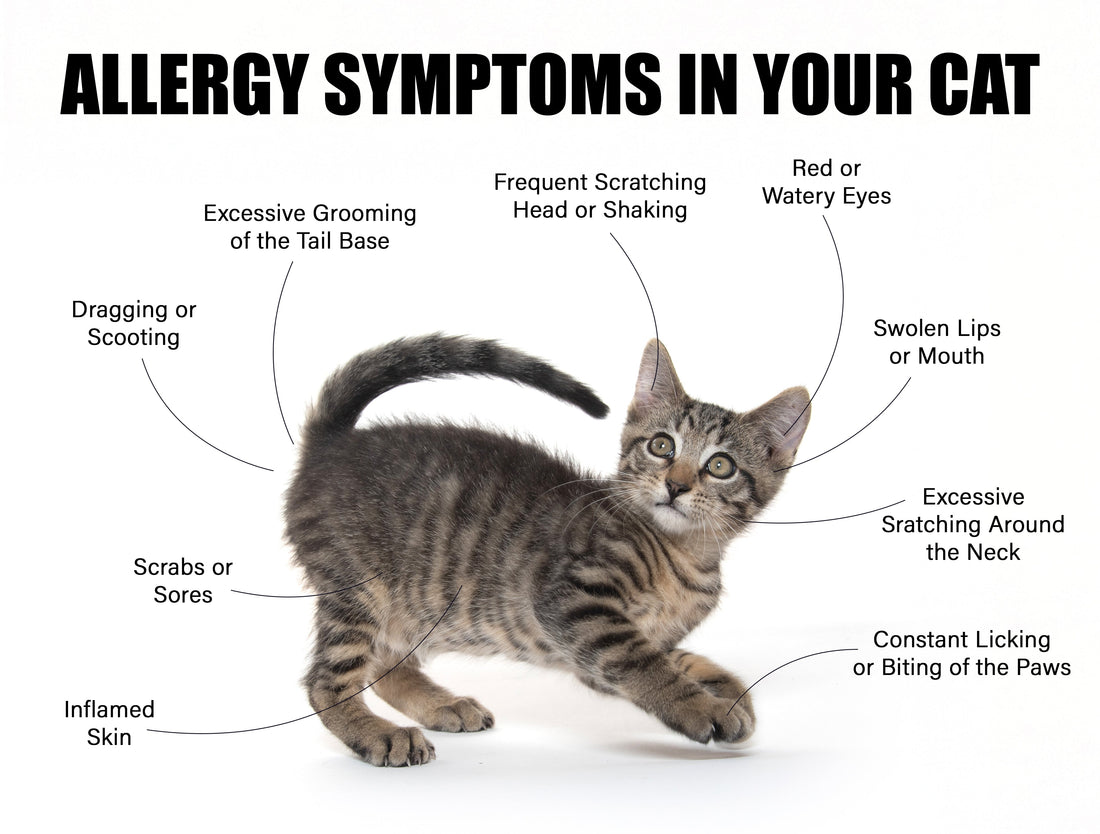 An informative image showing a tabby kitten with text labeling various allergy symptoms in cats, such as red eyes, frequent scratching, swollen lips, and inflamed skin, arranged around the kitten’s body.