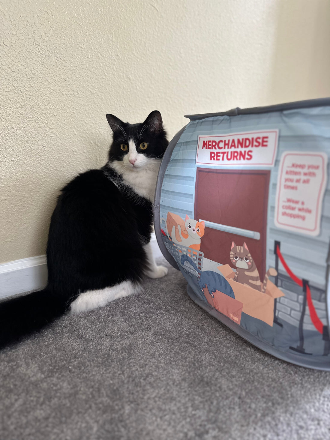Black and white cat sitting next to Catsco Bulk Mart pop-up cat house on carpet.