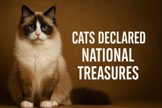 A fluffy Ragdoll cat with blue eyes sits beside bold text reading "Cats Declared National Treasures" on a warm brown background.