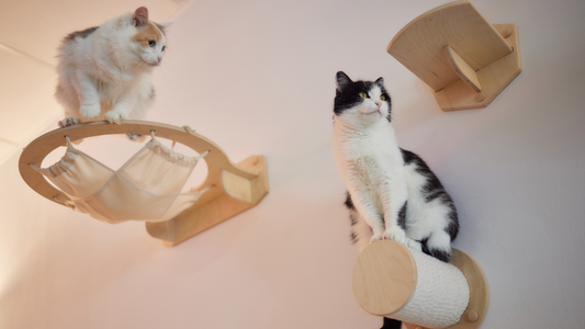 Two cats perched on wall-mounted wooden cat furniture with a hammock and scratching post, demonstrating vertical play ideas for small apartments.