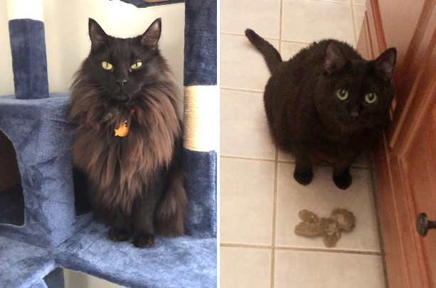 Two photos of a fluffy black cat sitting on a cat tree and standing on a floor.