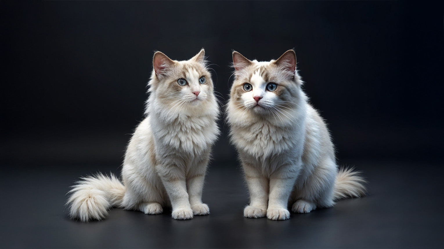 Image of two cats sitting together on a dark background